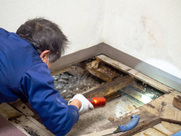 Best Black Mold Removal  in Aitkin, MN