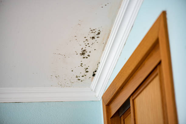 Best Certified Mold Removal  in Aitkin, MN
